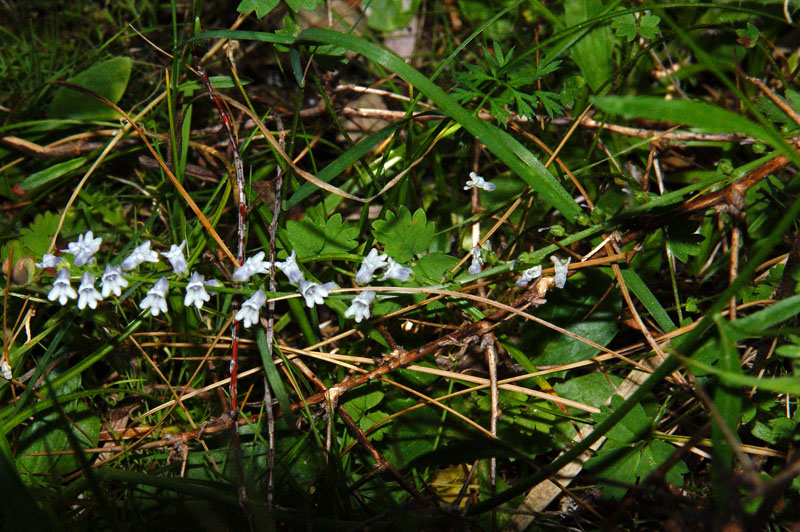 Anarrhinum corsicum (endemica nuova per la Sardegna)